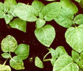seedlings with PVY symptoms