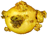 tuber with wart